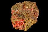 Bright Orange Crocoite Crystal Cluster - Tasmania #106804-1